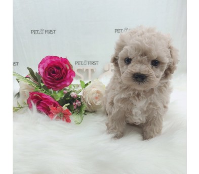 토이푸들분양(10만원부터)
