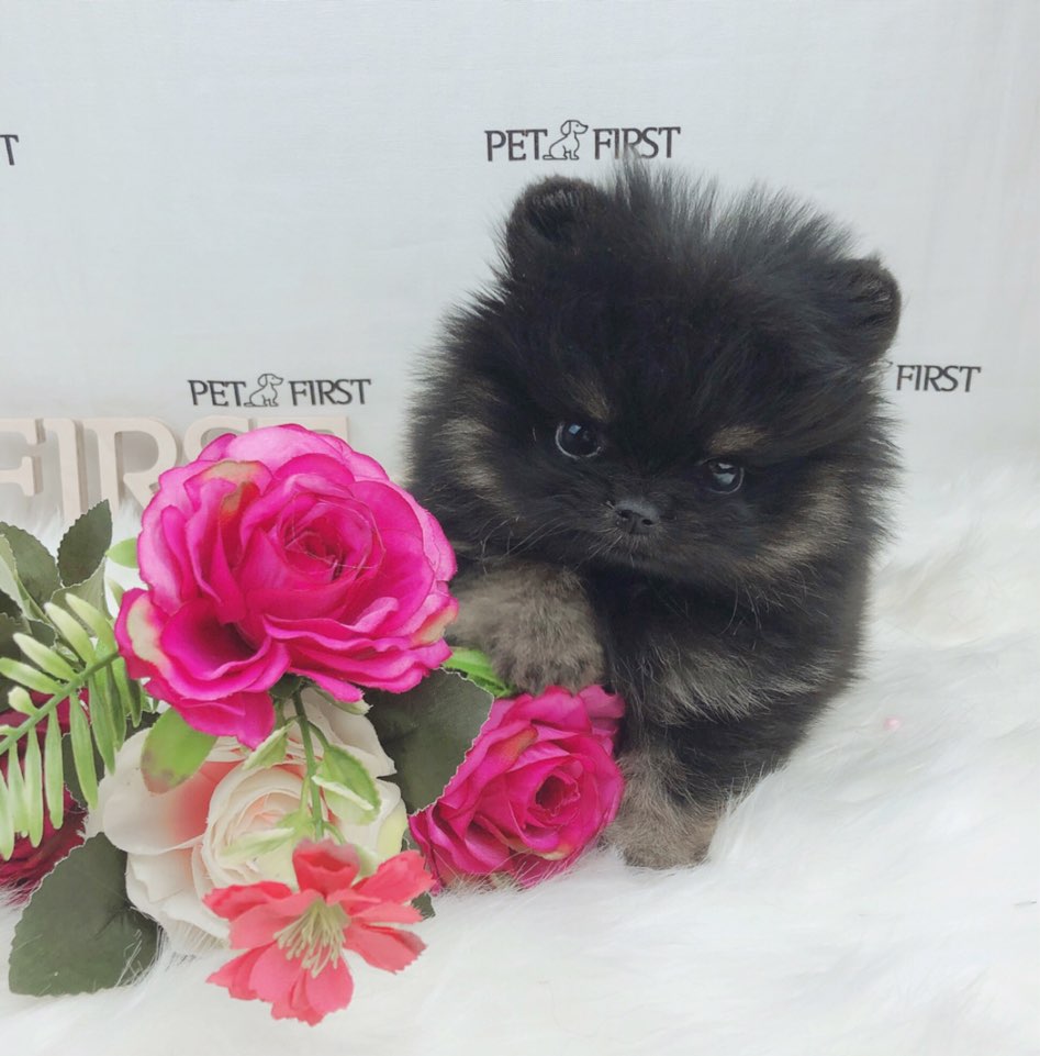 포메라니안분양(20만원부터)