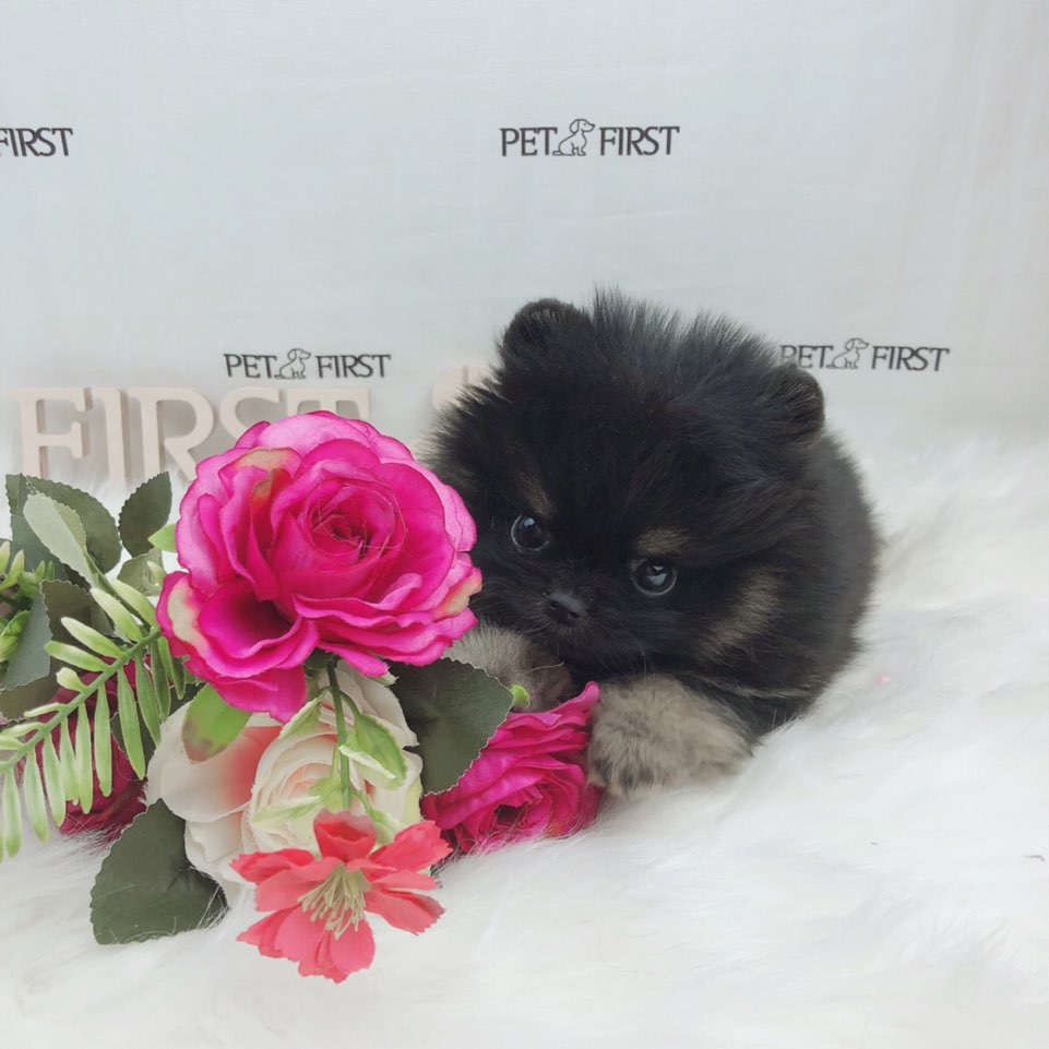 포메라니안분양(20만원부터)