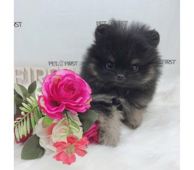포메라니안분양(20만원부터)