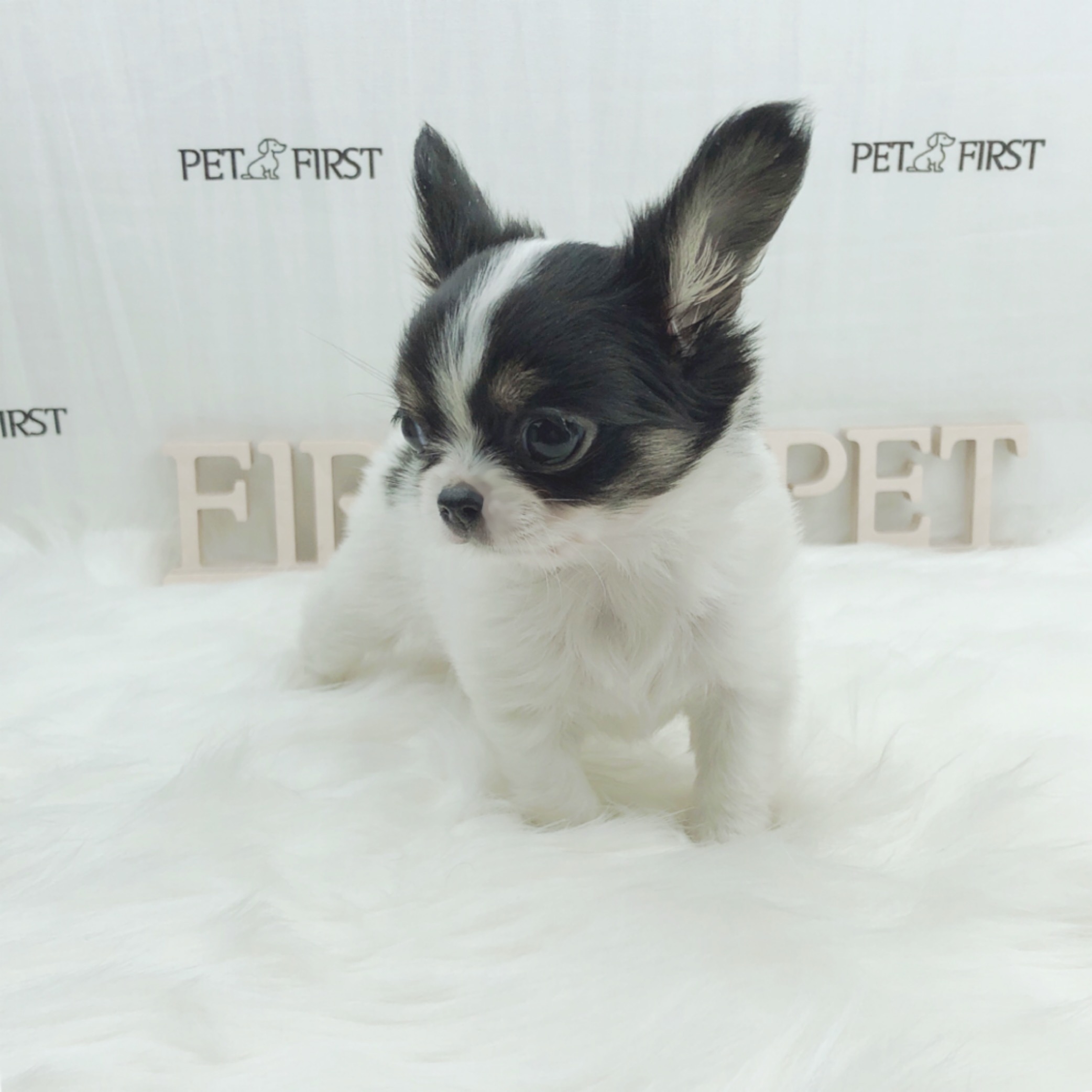 치와와 분양합니다