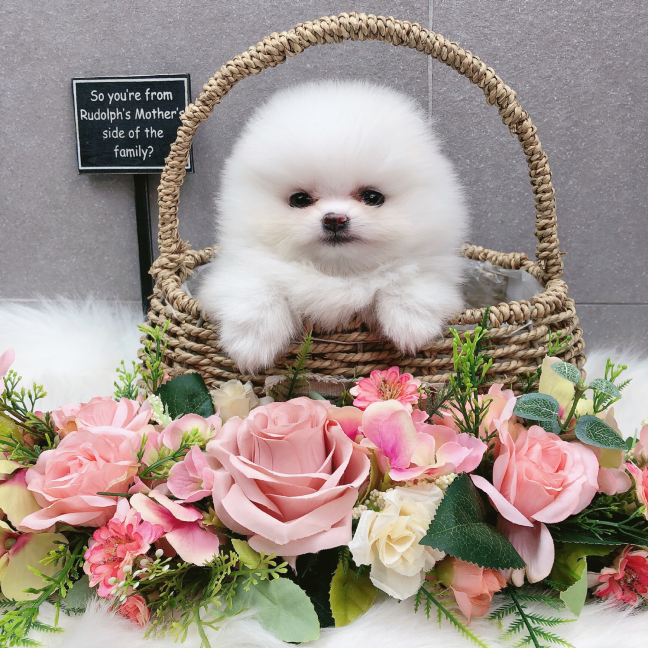 포메라니안분양(20만원부터)