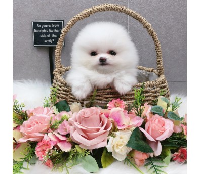 포메라니안분양(20만원부터)