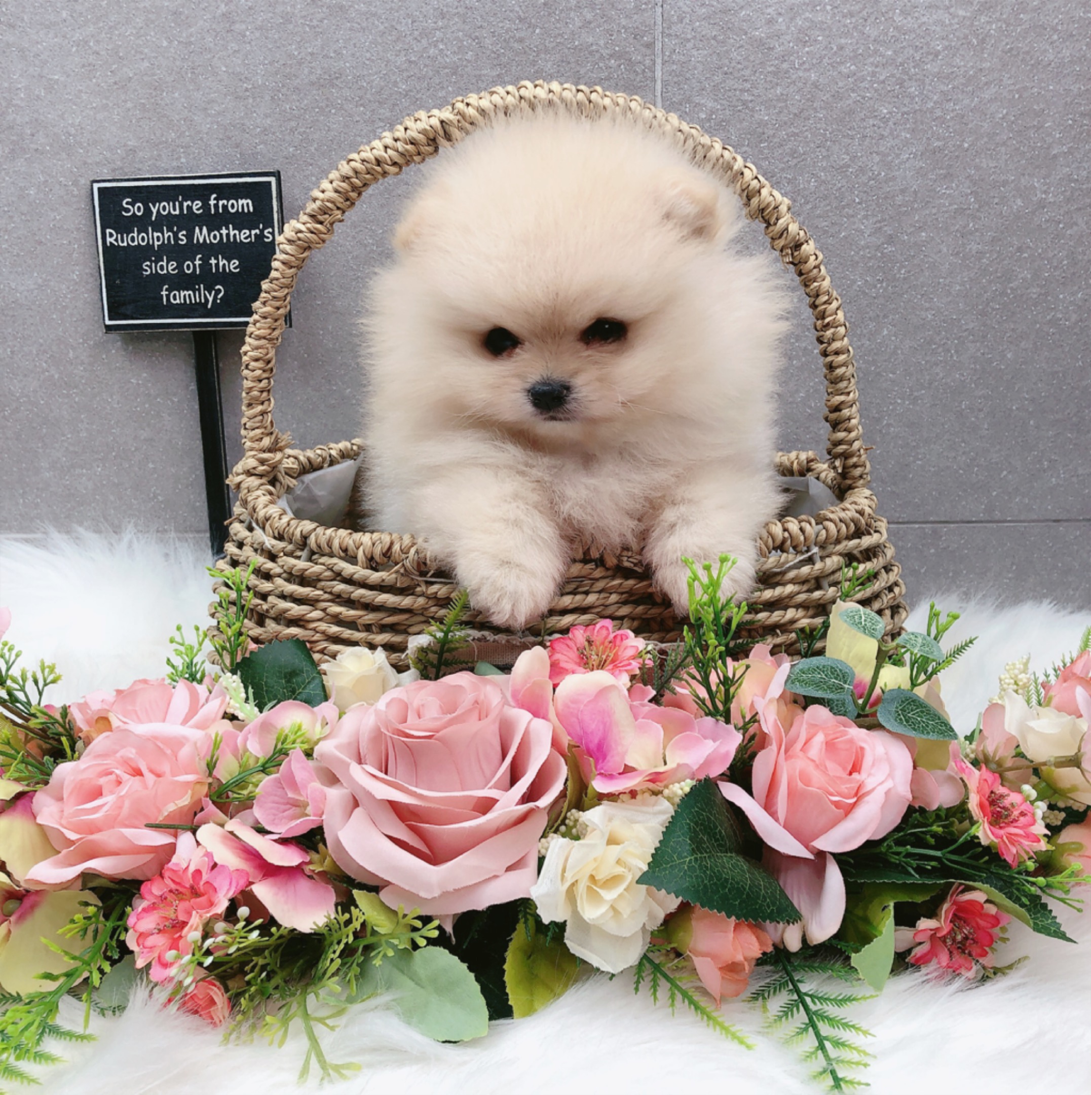 포메라니안분양(20만원부터)