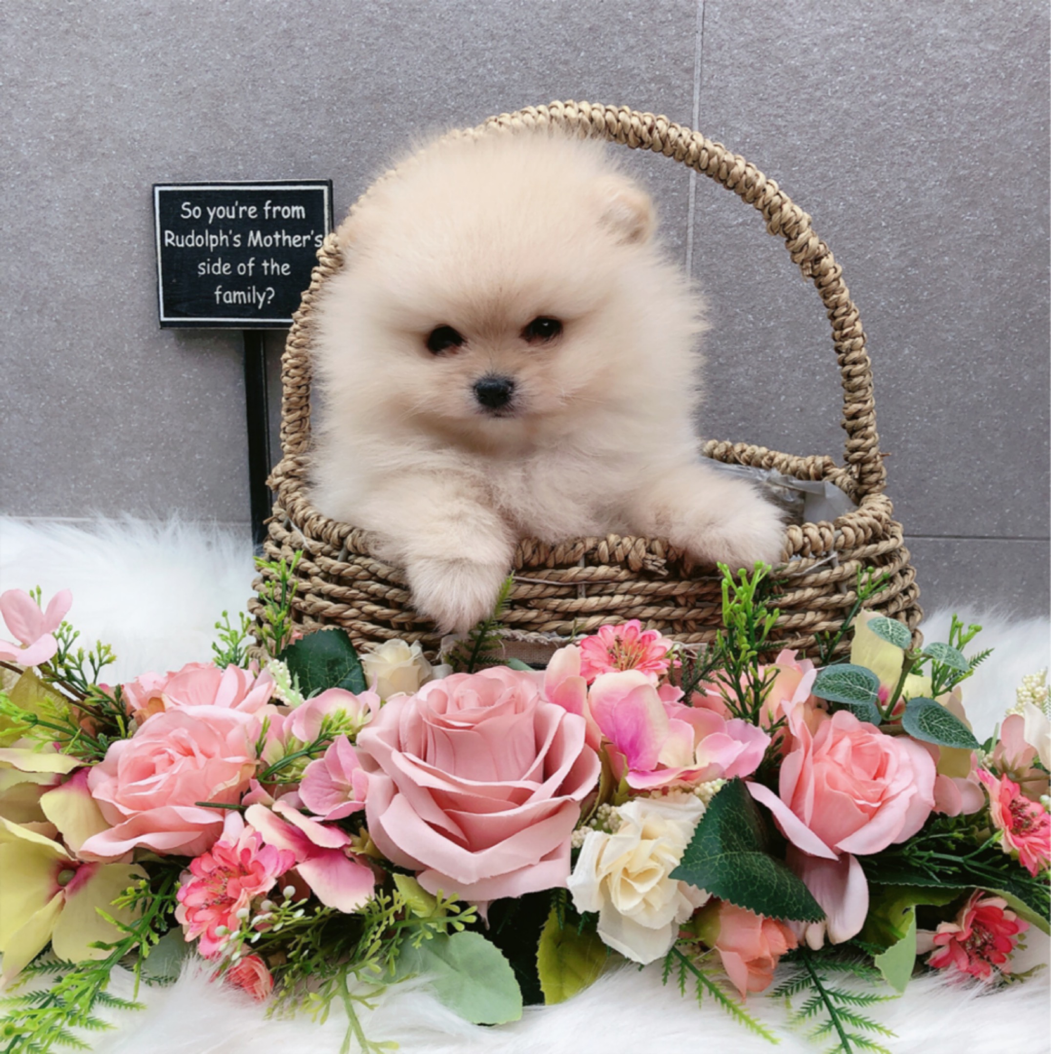 포메라니안분양(20만원부터)