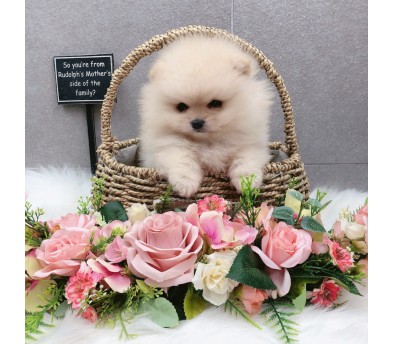 포메라니안분양(20만원부터)