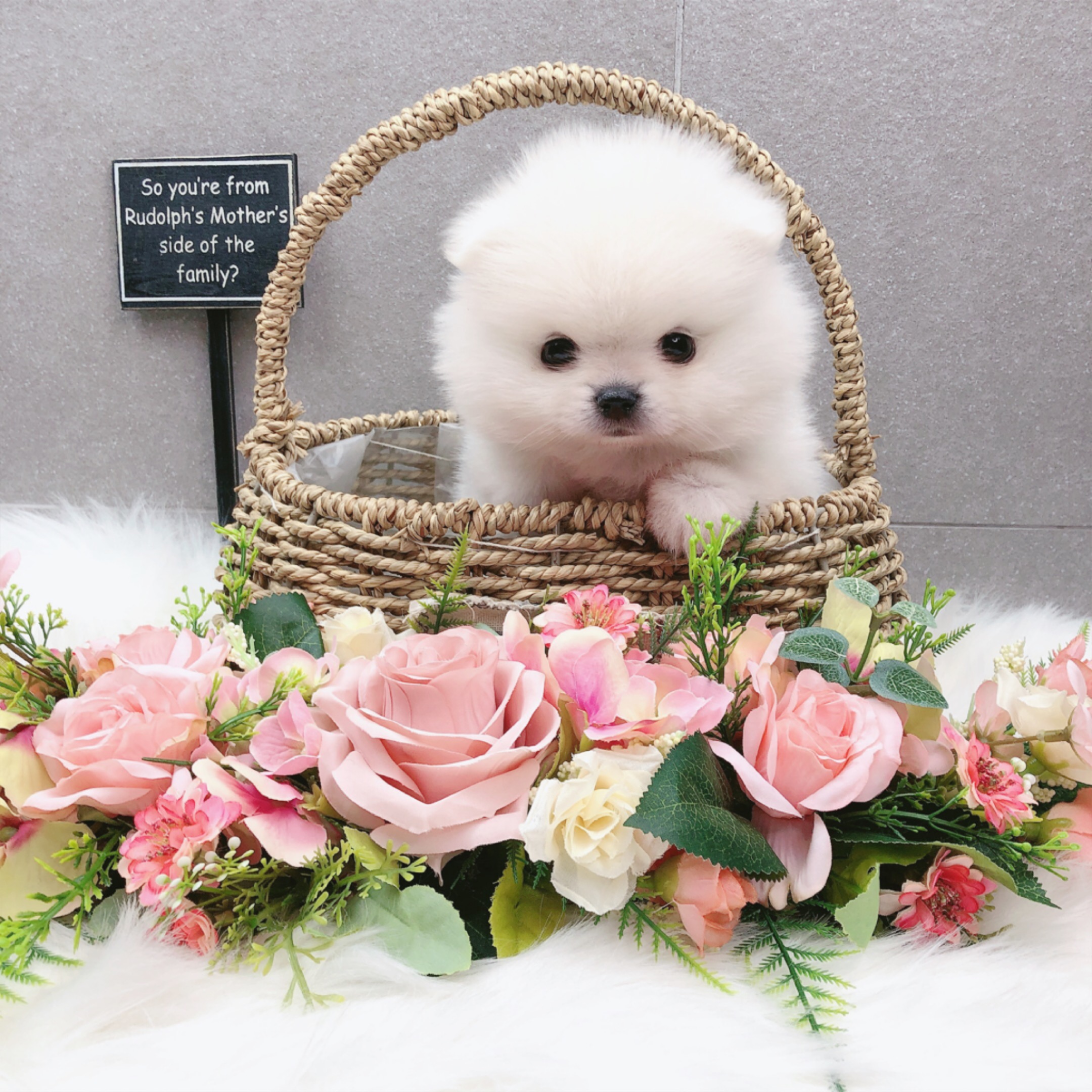 포메라니안분양(20만원부터)