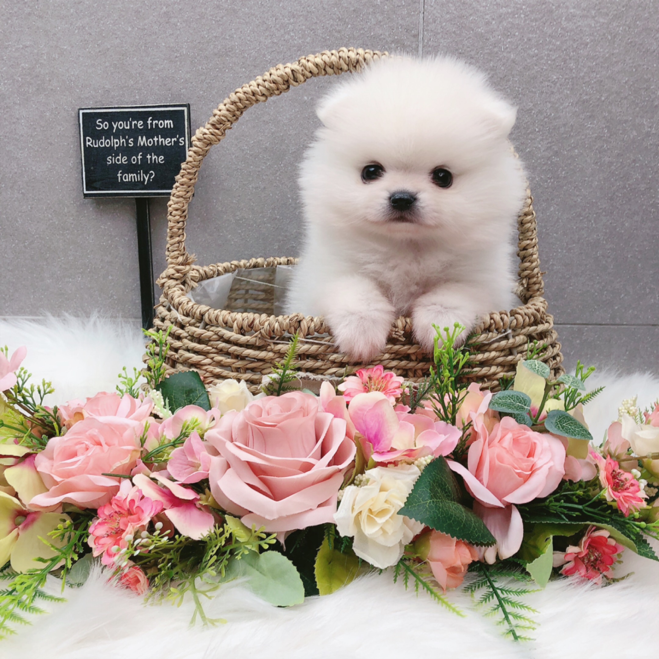 포메라니안분양(20만원부터)