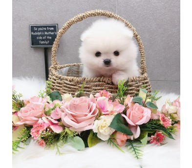 포메라니안분양(20만원부터)