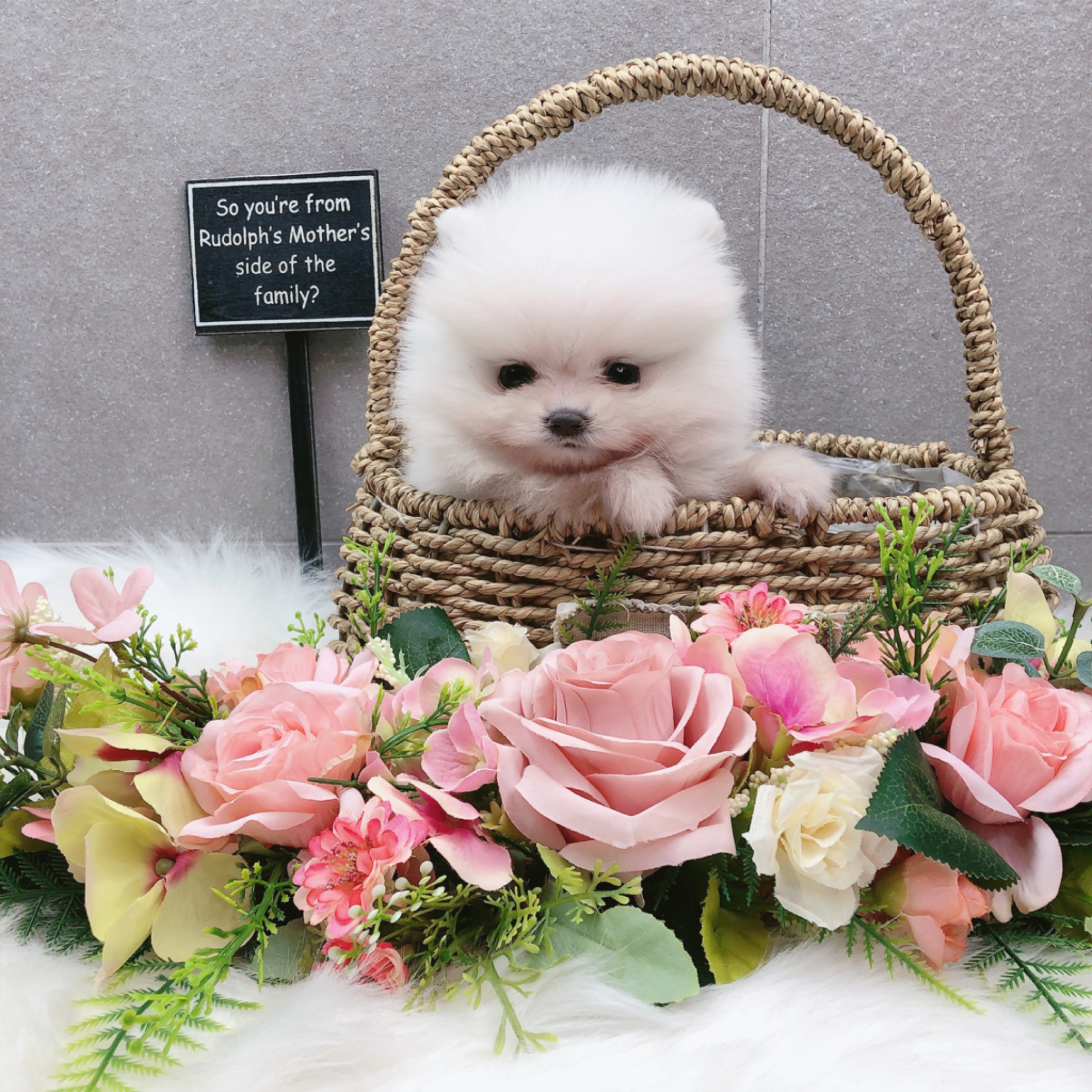 포메라니안분양(20만원부터)