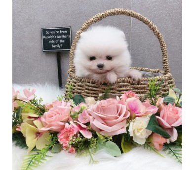 포메라니안분양(20만원부터)