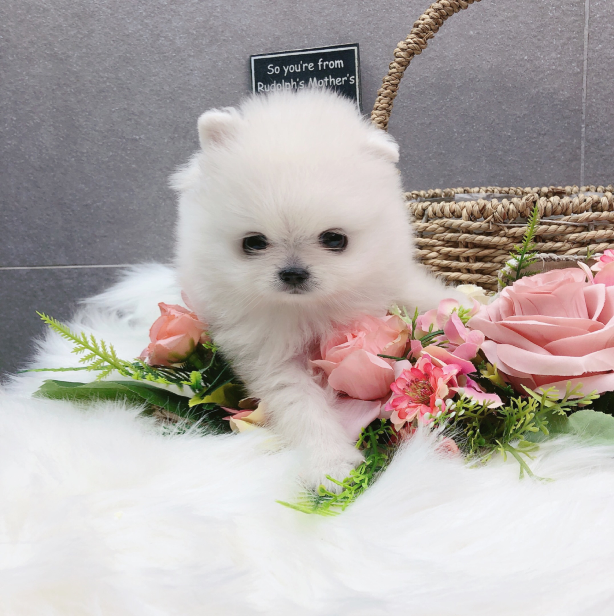 포메라니안분양(20만원부터)