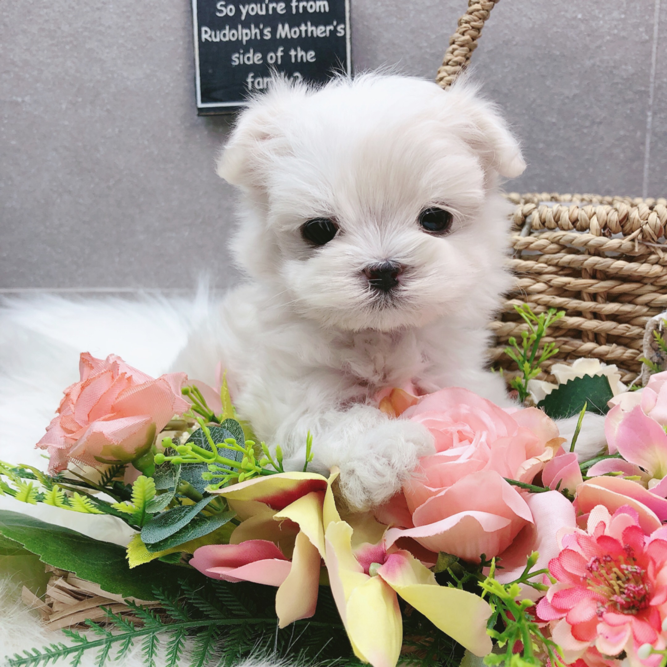 말티즈분양(10만원부터)