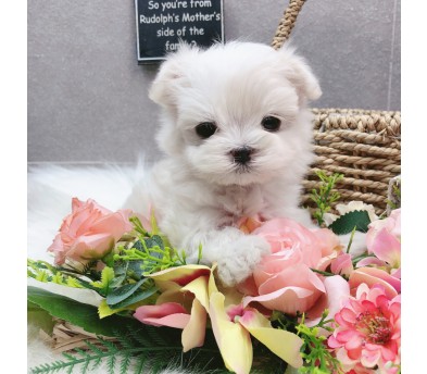 말티즈분양(10만원부터)