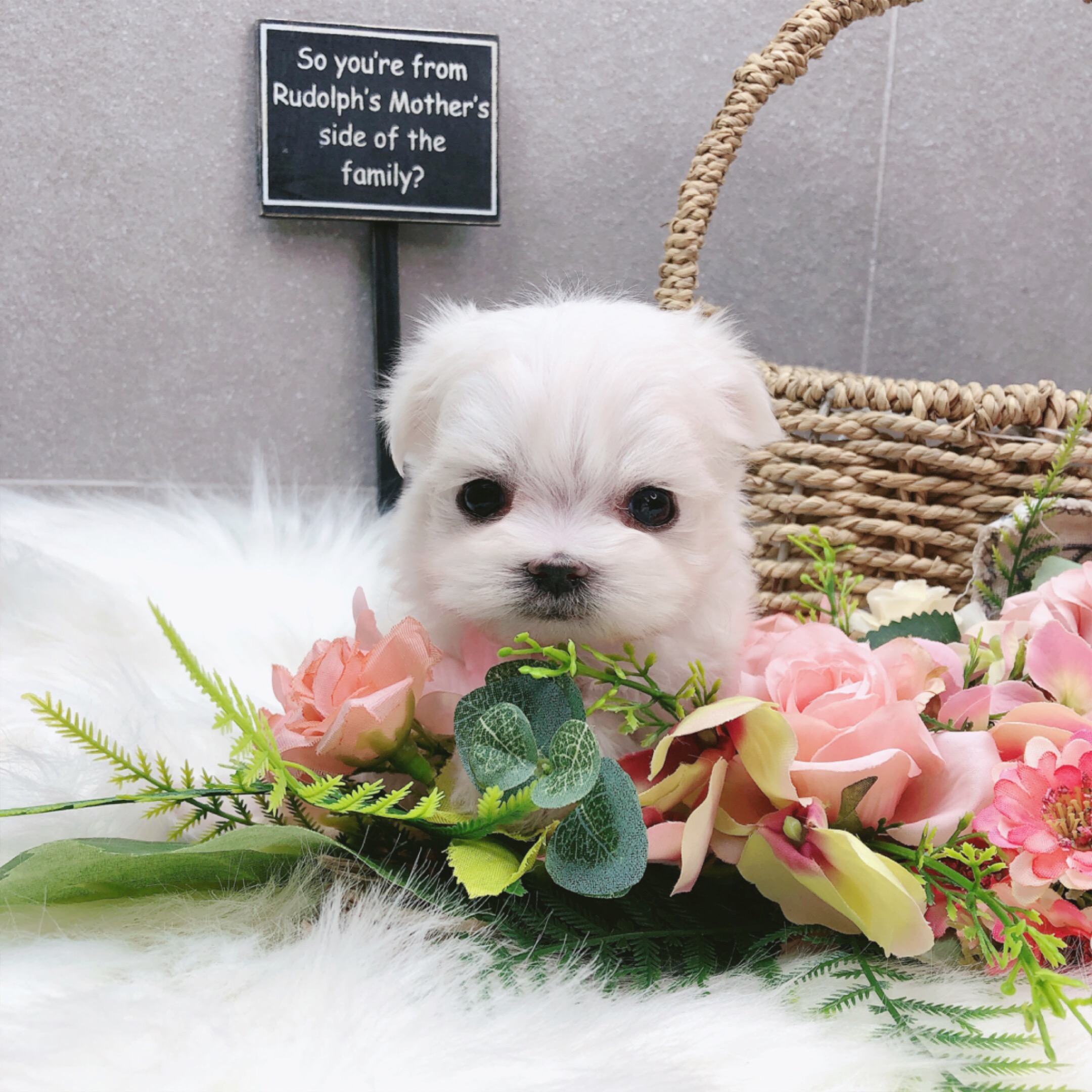 말티즈분양(10만원부터)