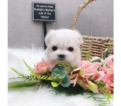 말티즈분양(10만원부터)