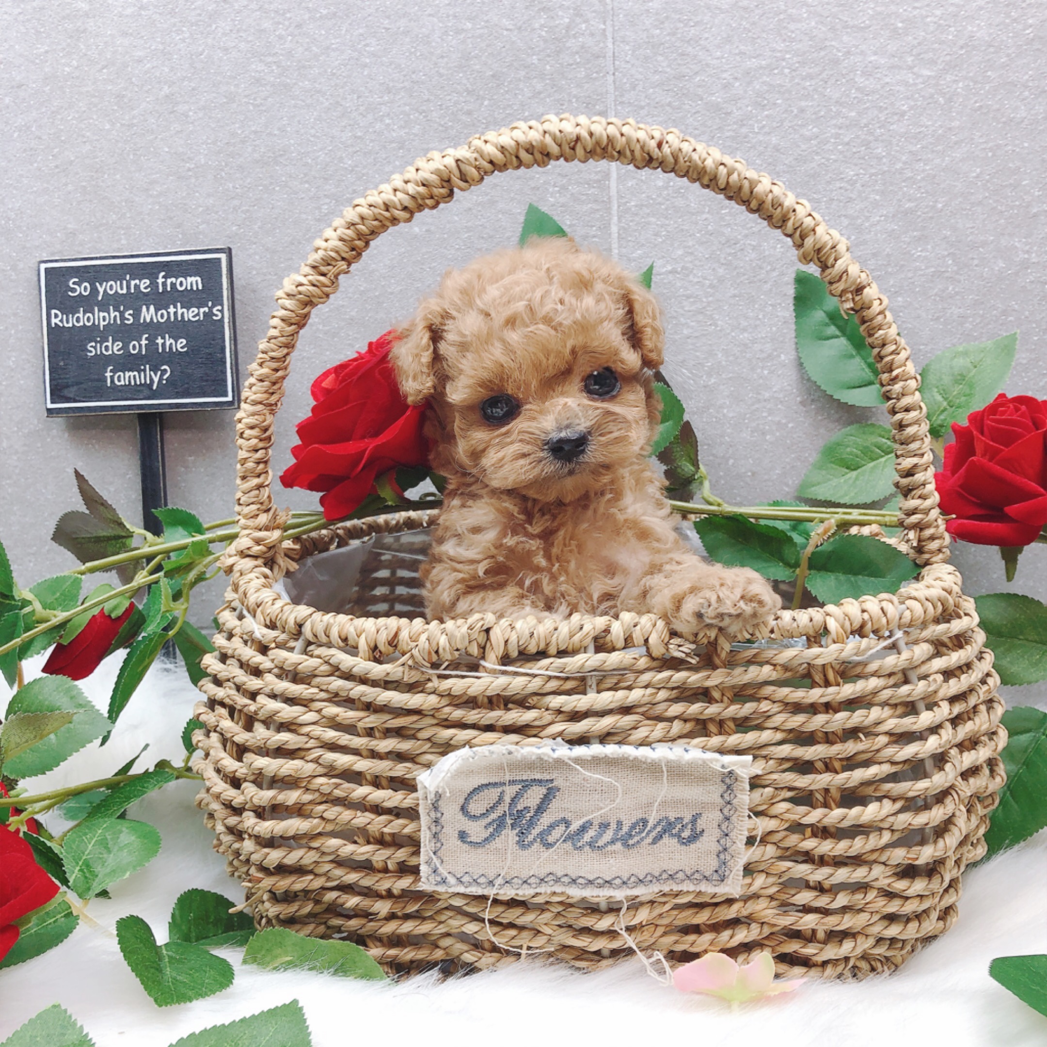 토이푸들분양(10만원부터)