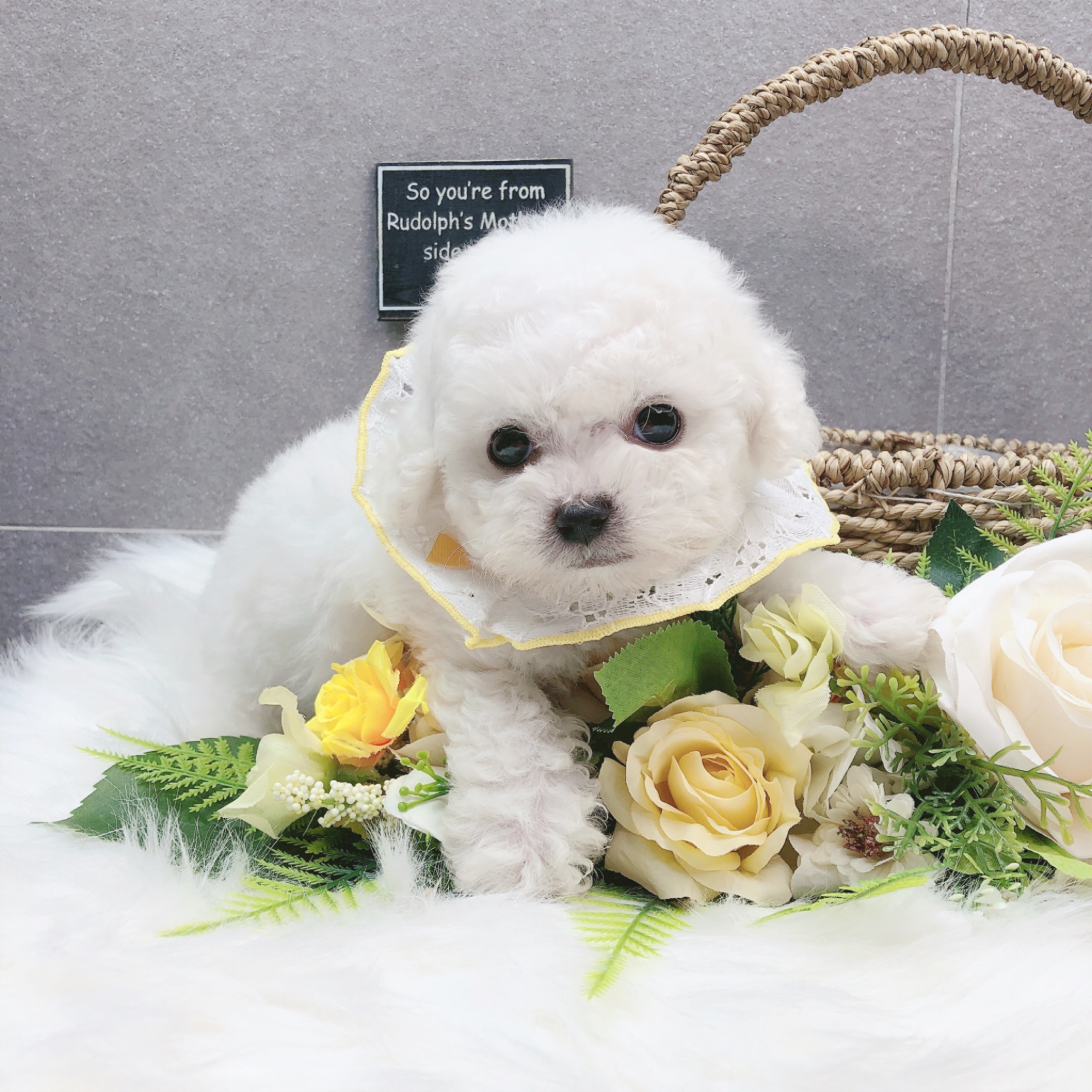 미니비숑분양합니다(10만원부터)