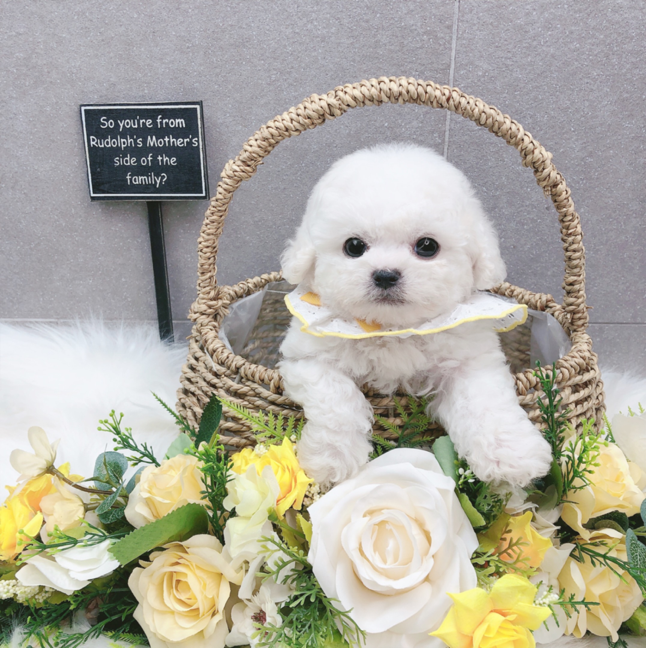 미니비숑분양합니다(10만원부터)