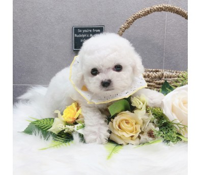 미니비숑분양합니다(10만원부터)