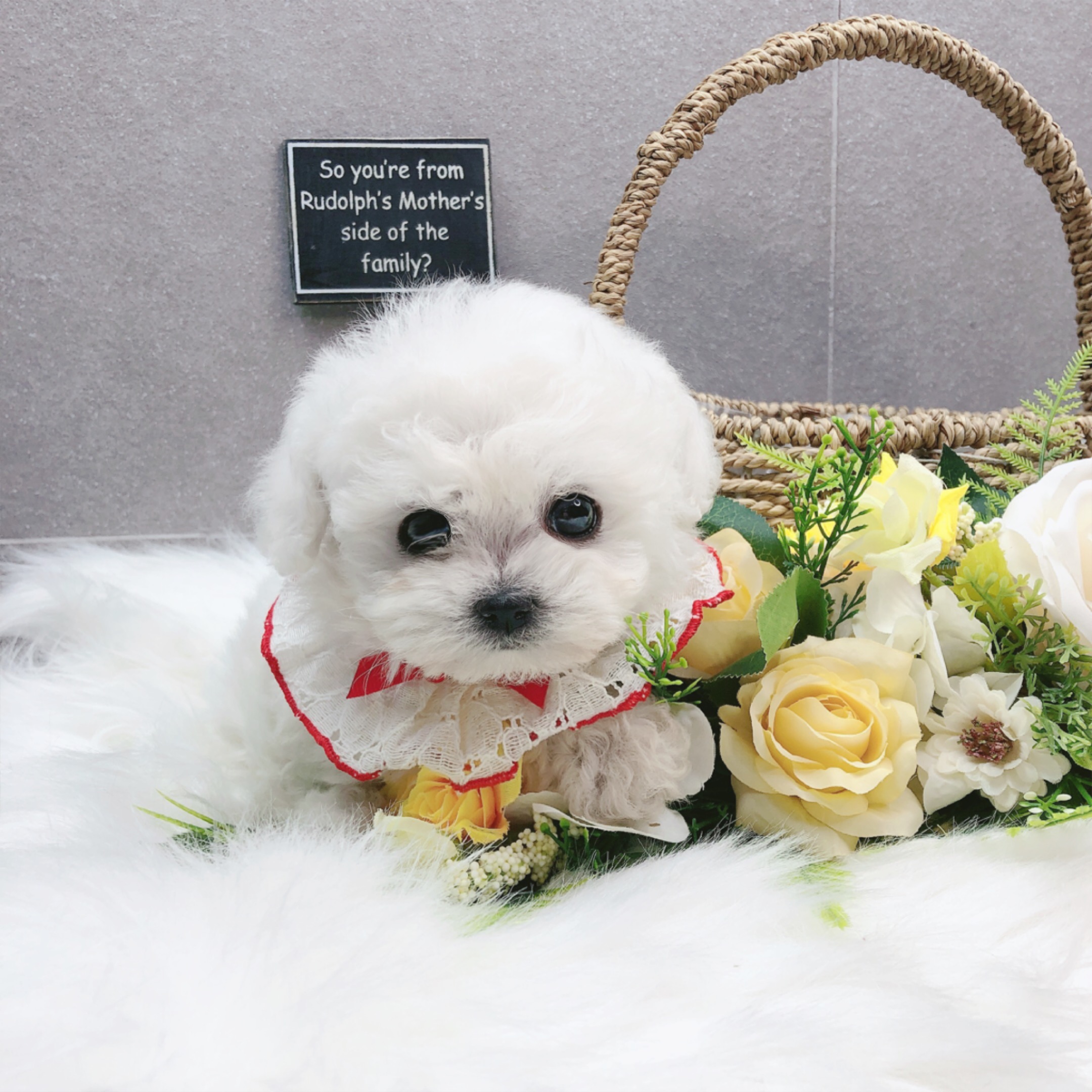 미니비숑분양합니다(10만원부터)