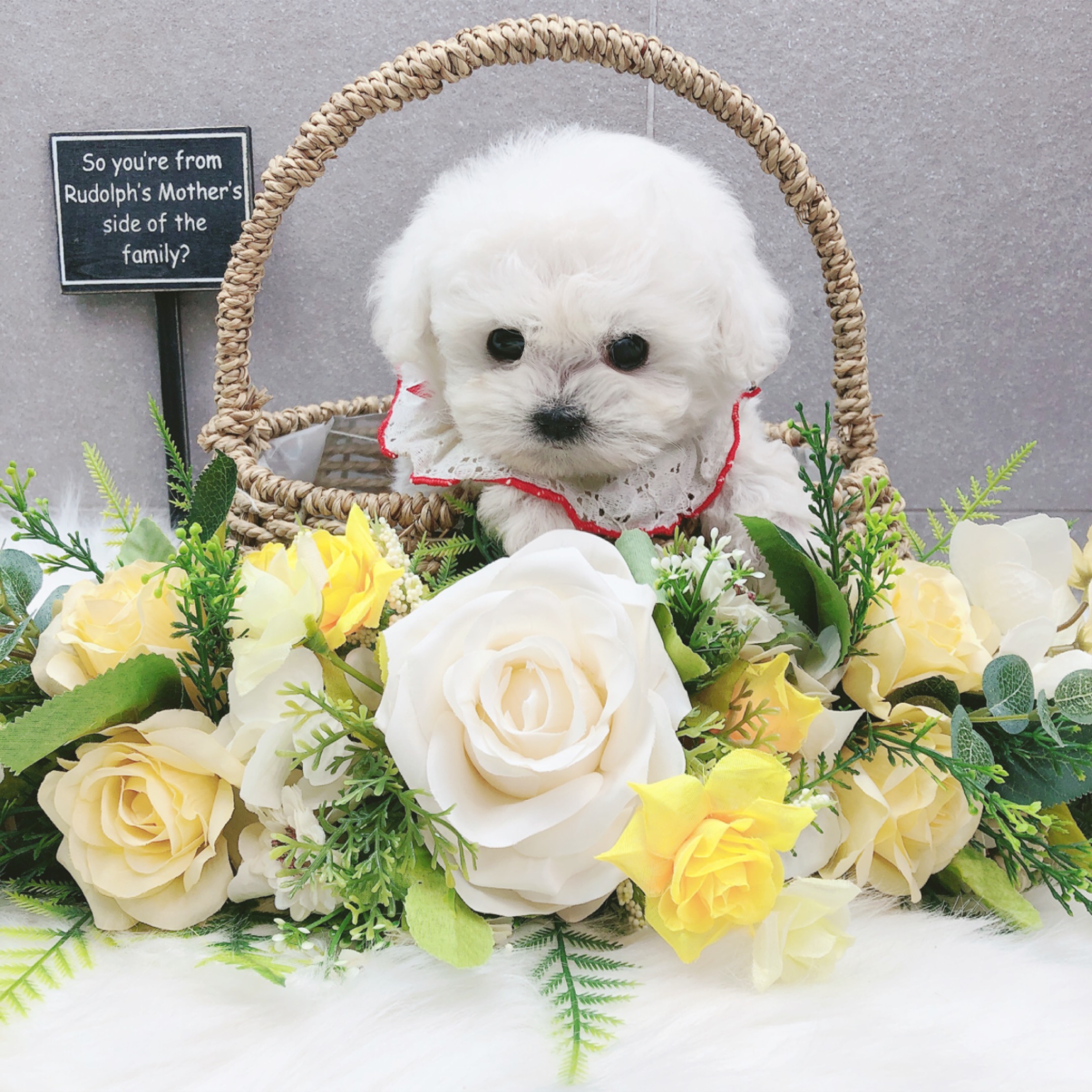 미니비숑분양합니다(10만원부터)