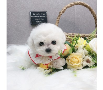 미니비숑분양합니다(10만원부터)