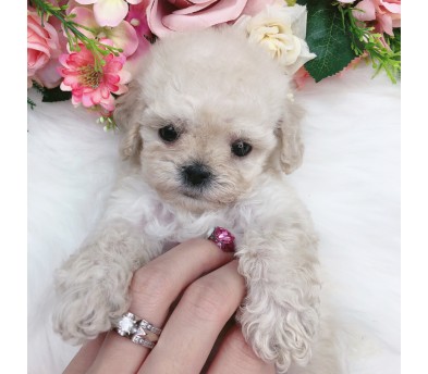 토이푸들분양(10만원부터)