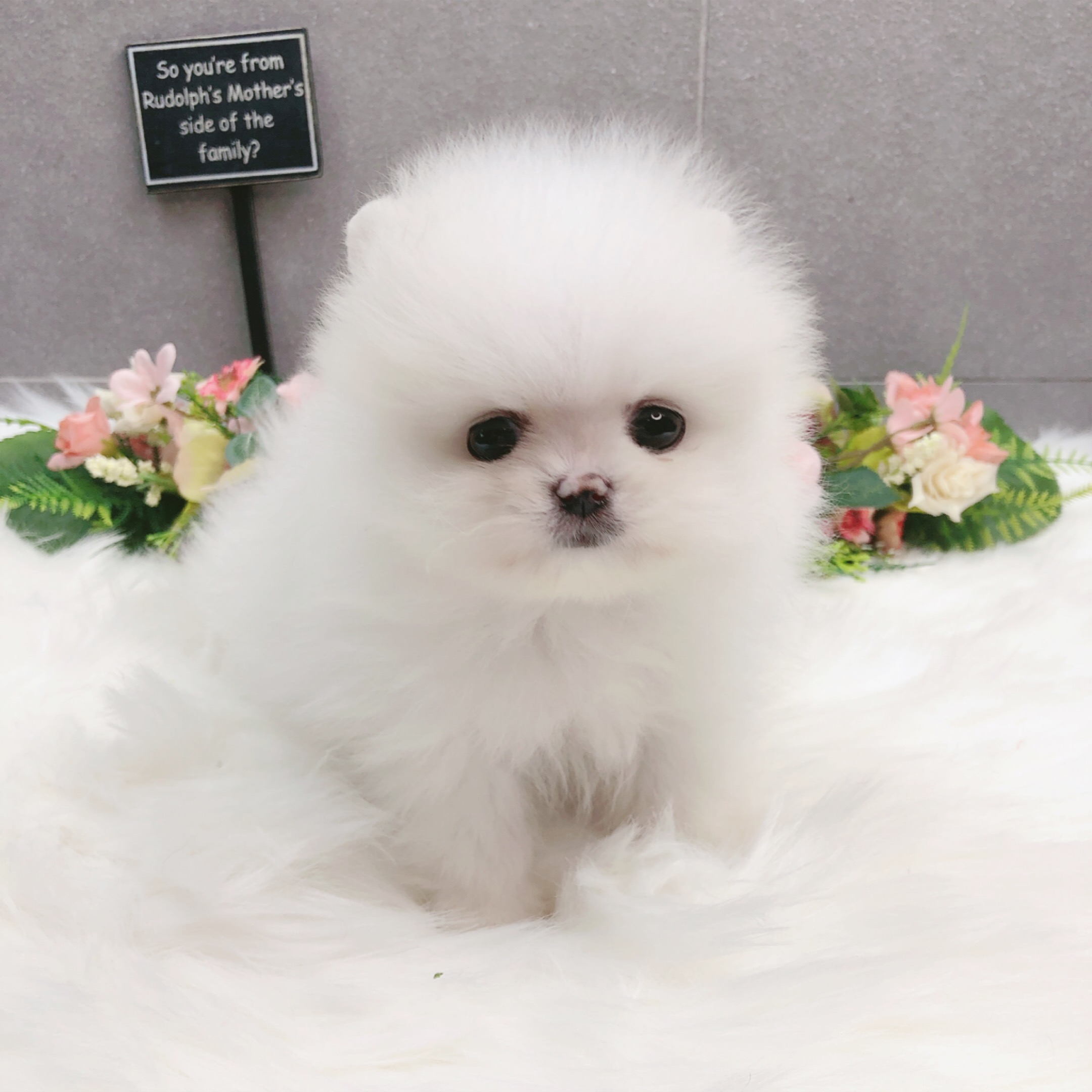 포메라니안분양(20만원부터)