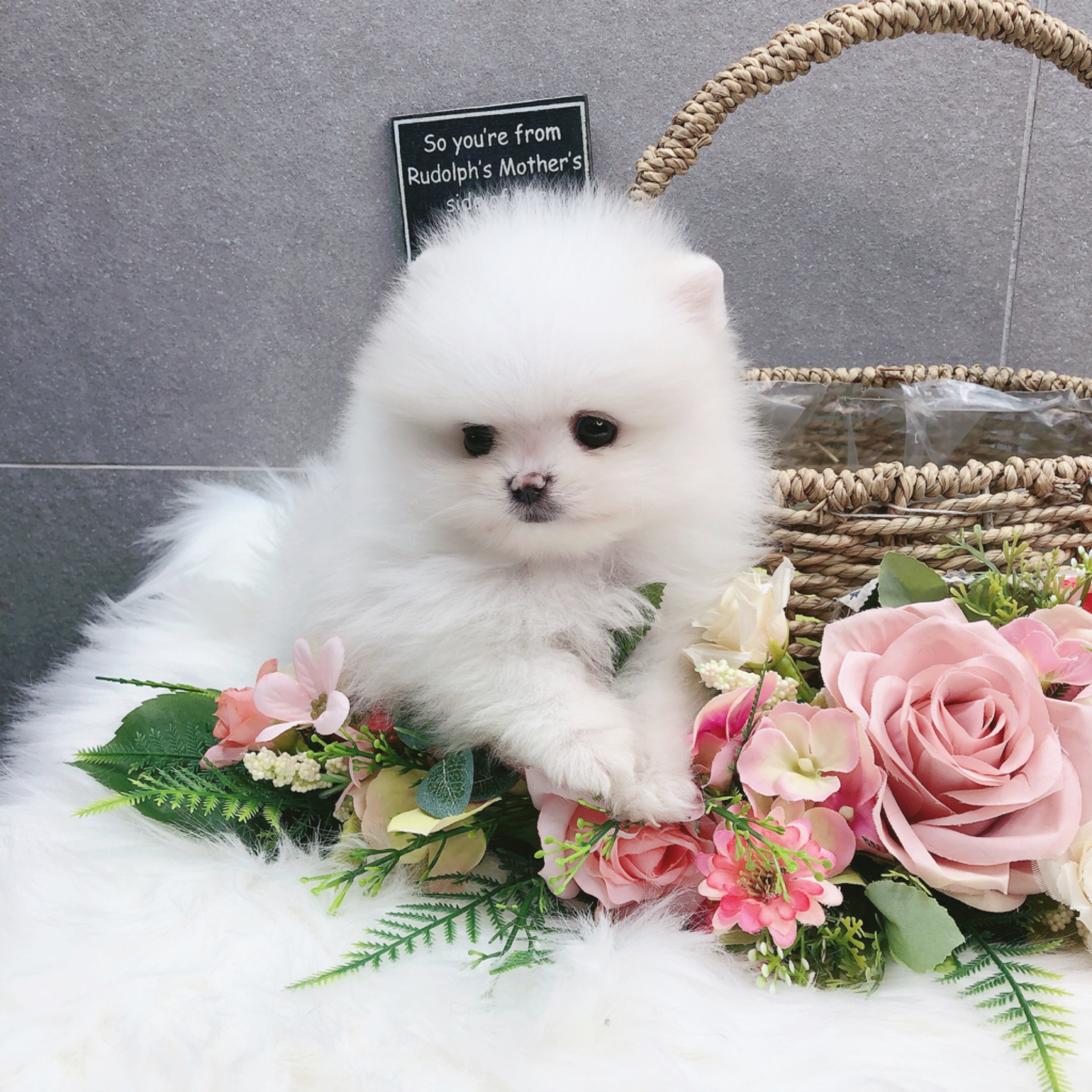 포메라니안분양(20만원부터)