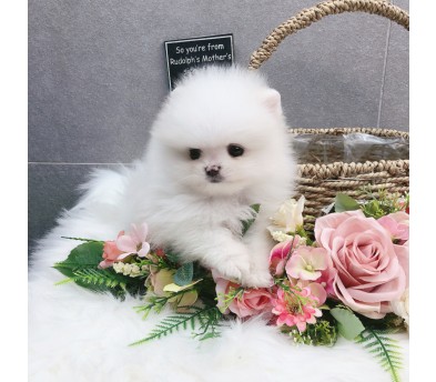 포메라니안분양(20만원부터)