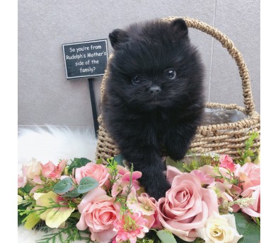 포메라니안분양(20만원부터)