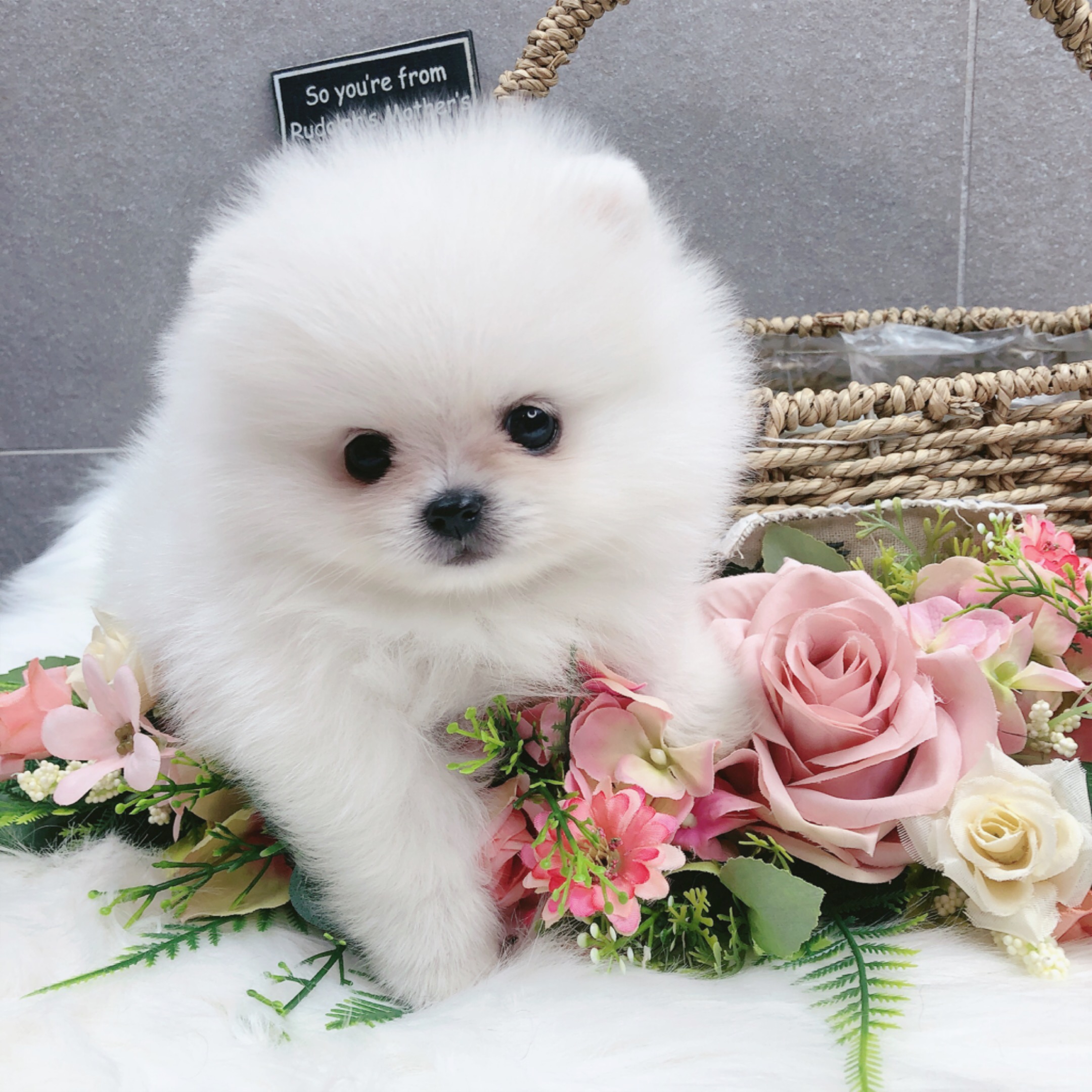 포메라니안분양(20만원부터)