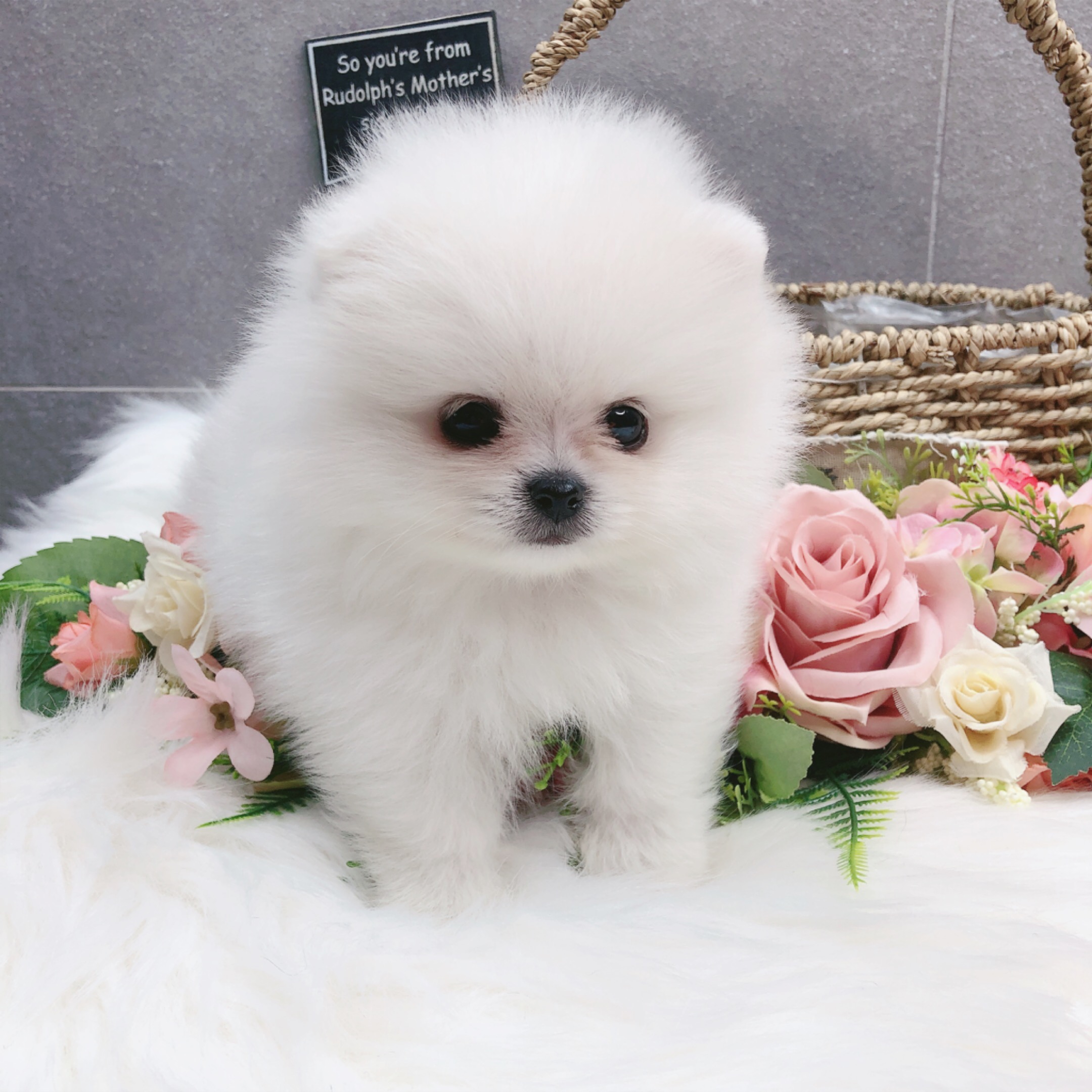 포메라니안분양(20만원부터)