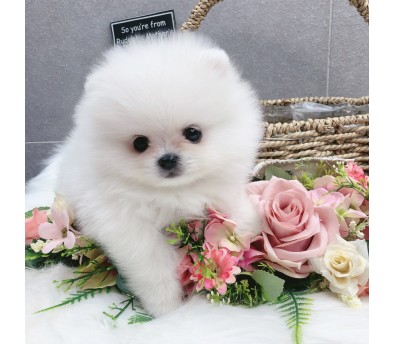 포메라니안분양(20만원부터)