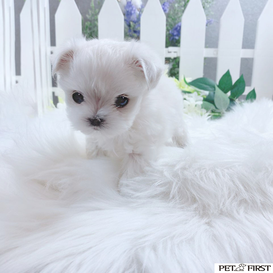 말티즈분양(10만원부터)