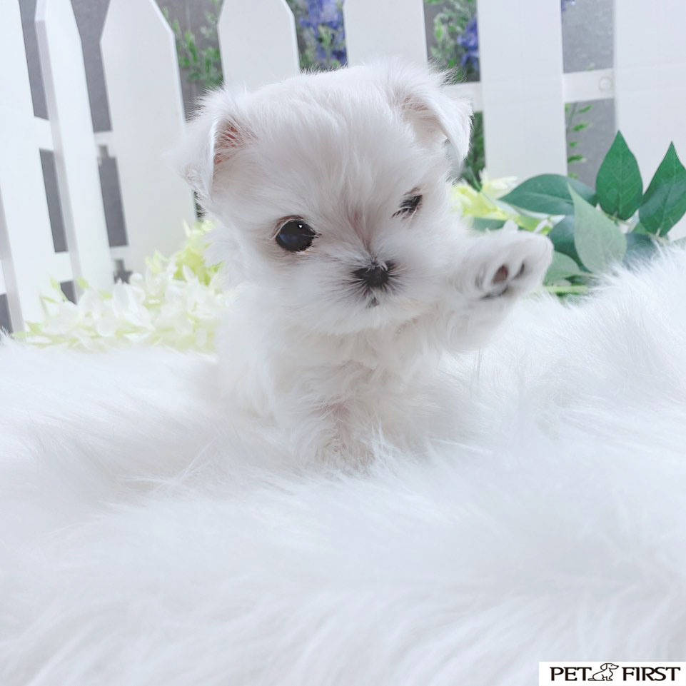 말티즈분양(10만원부터)