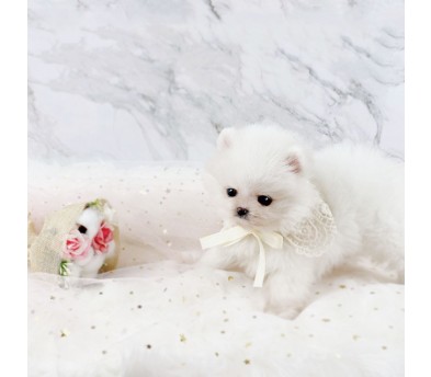 포메라니안분양(20만원부터)