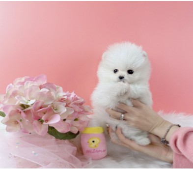 포메라니안분양(20만원부터)