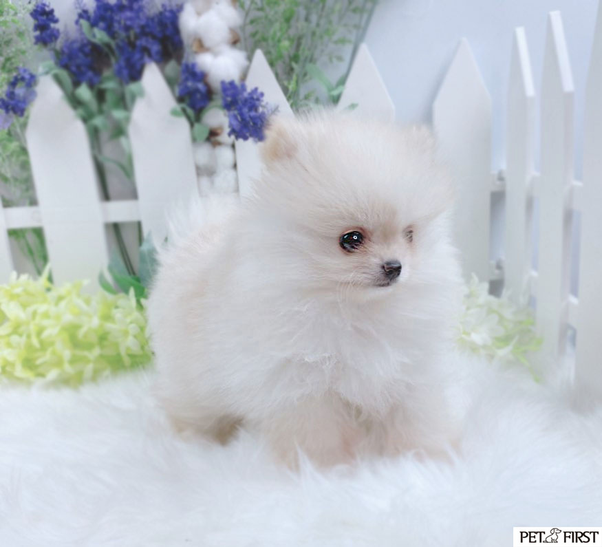 포메라니안분양(20만원부터)