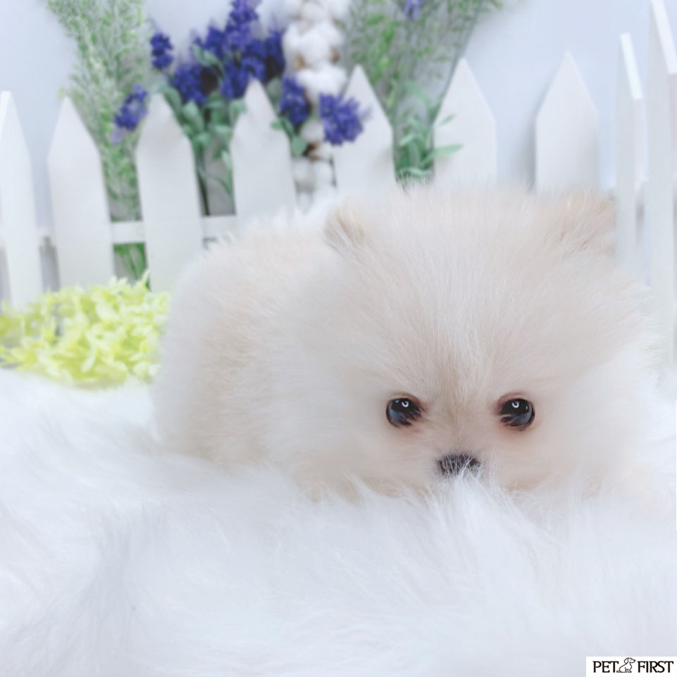 포메라니안분양(20만원부터)