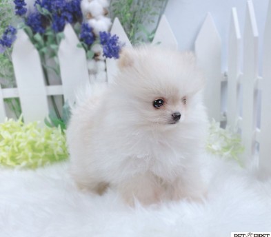 포메라니안분양(20만원부터)