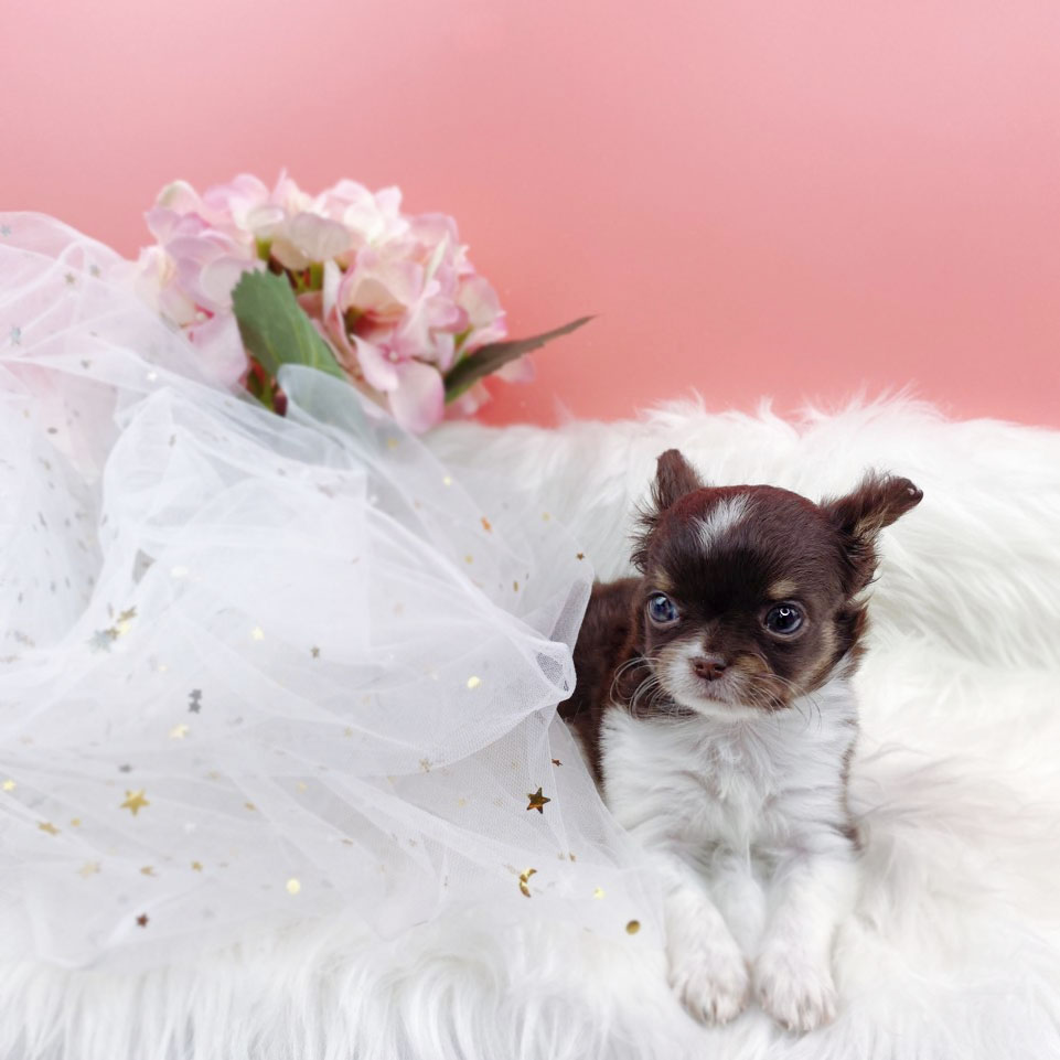 치와와 분양합니다