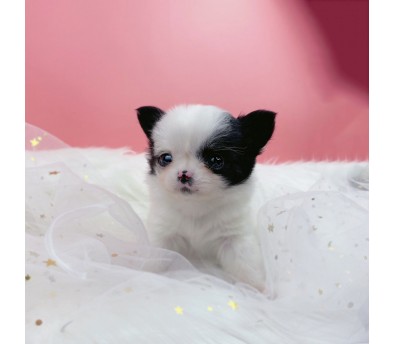 치와와 분양합니다