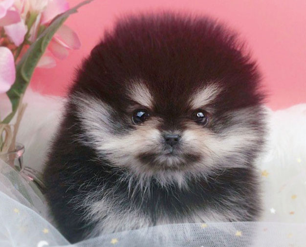 포메라니안분양(20만원부터)