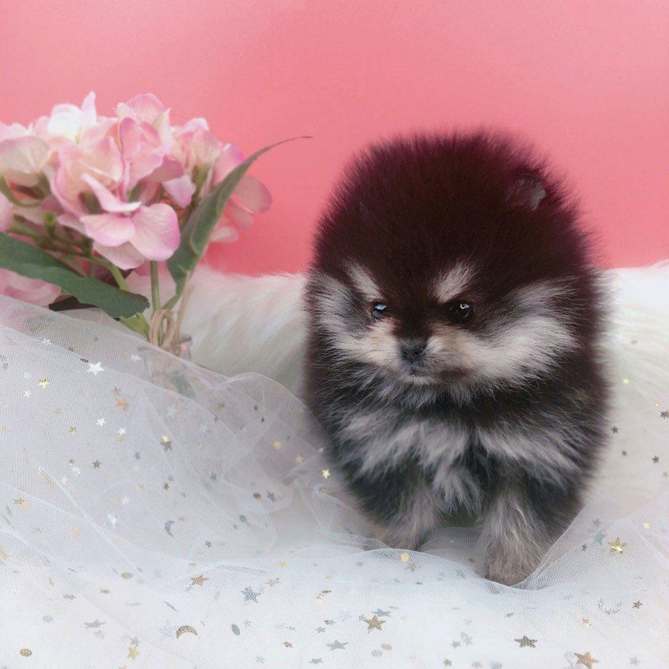 포메라니안분양(20만원부터)