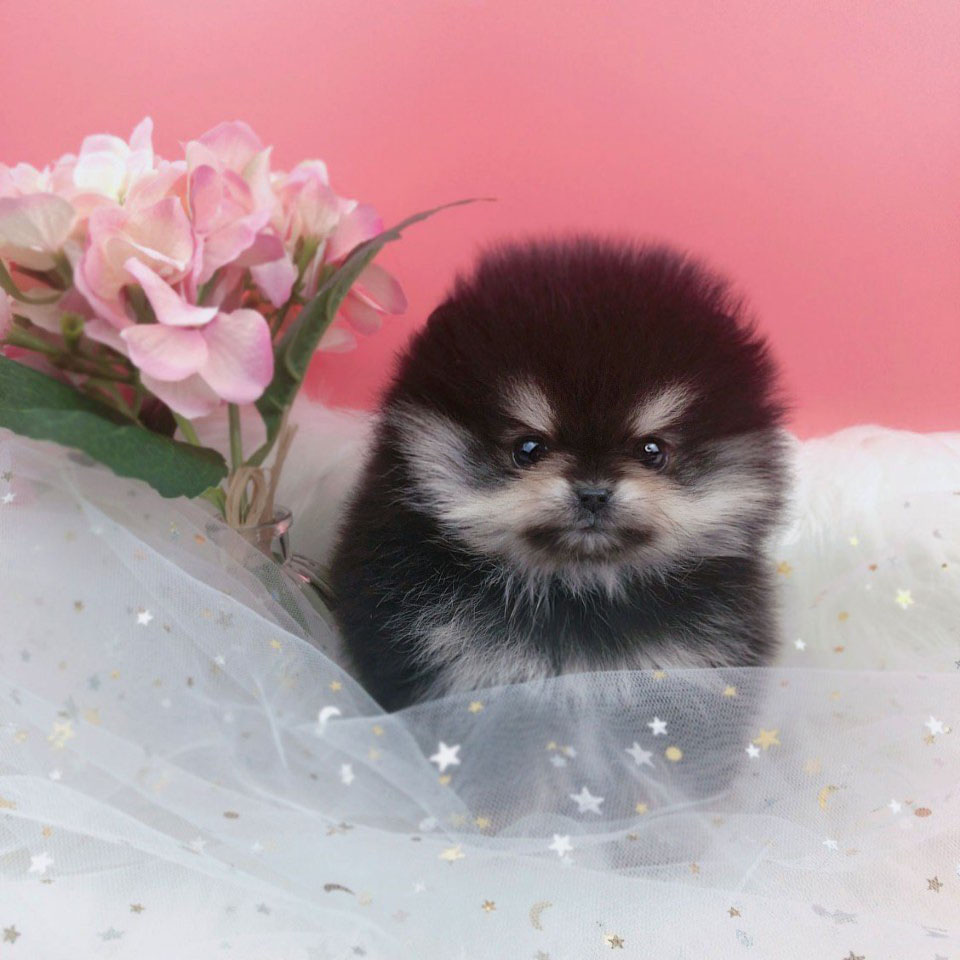 포메라니안분양(20만원부터)