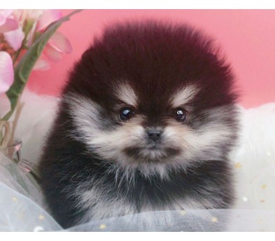 포메라니안분양(20만원부터)