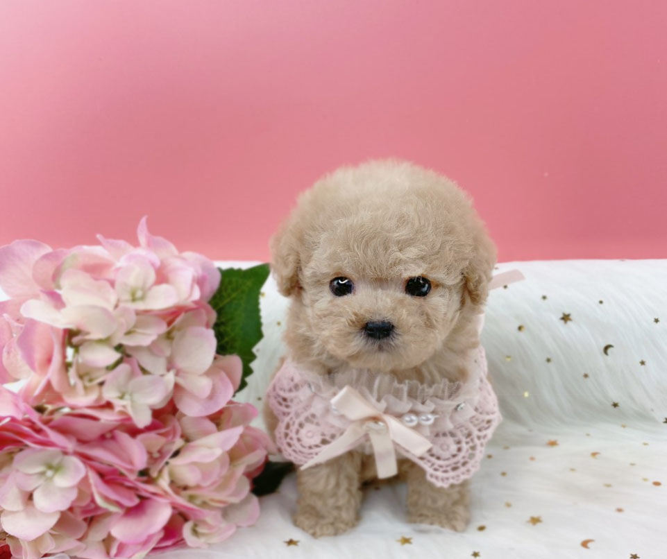 토이푸들분양(10만원부터)