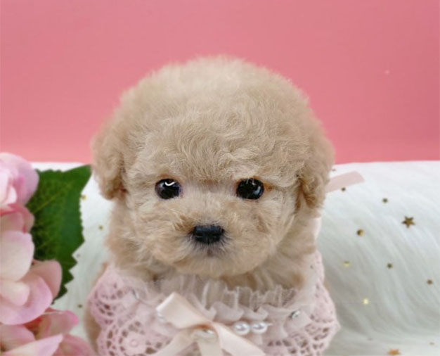 토이푸들분양(10만원부터)